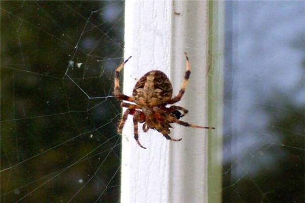 边出现蜘蛛是望喜的意思,预示着近期家里会有喜事发生,或是有姻缘之喜