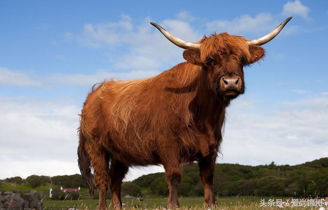 男生肖牛的运势 2023年属牛的全年运势
