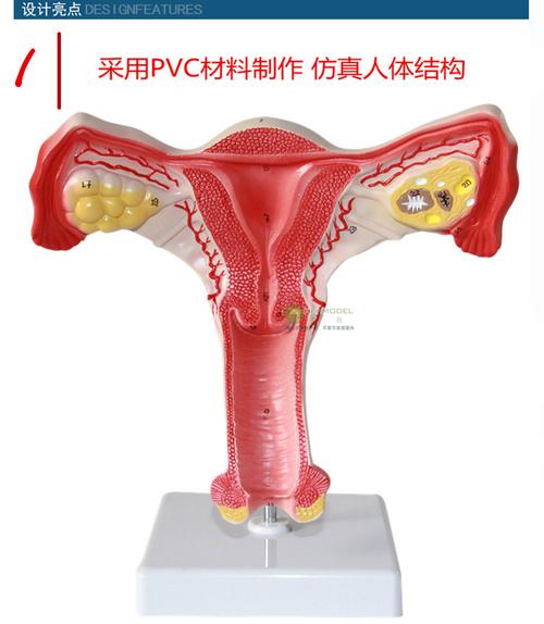 海医heymodel人体医学女性子宫模型妇科教学教具卵巢生殖结构解剖模型
