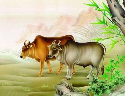 73年的牛今年虚岁50岁了都说属牛的命不好苦命牛🐂其(73属牛)