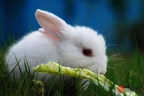 51年属兔是什么命 属兔人一生最克3个人