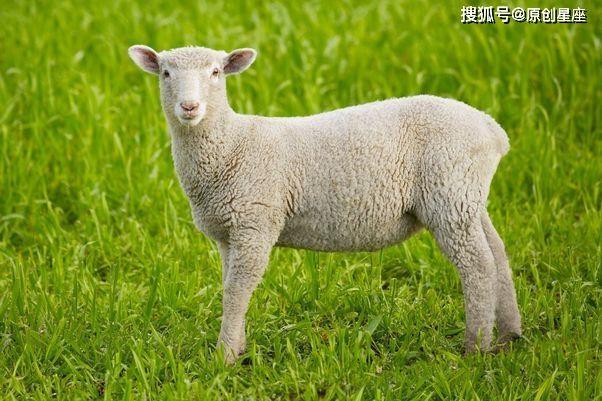数羊今年运势 羊年运势2023年运势1979年出生的