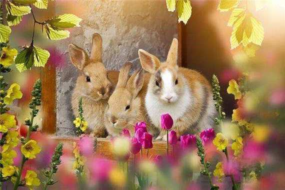 属兔人在鼠年桃花运 属兔人遇鼠年有桃花命