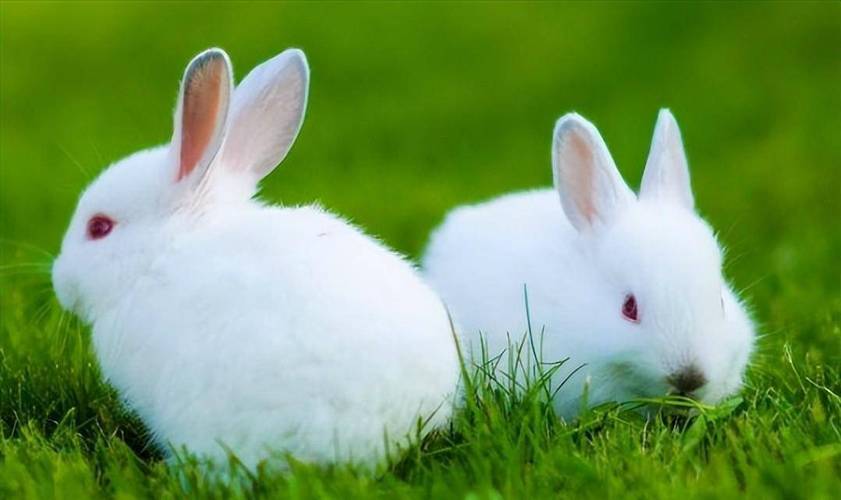 生肖兔在2023兔年运势 兔在兔年运势2023运势详解