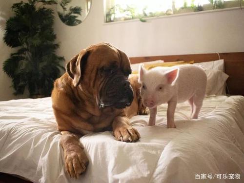 猪和狗二人结婚感情 阿法狗原阿法猪