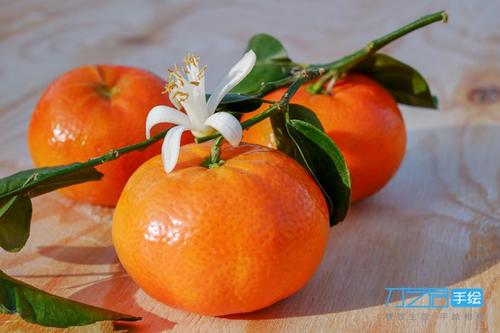 【彩铅植物】连枝的三个橘子,常见水果,小白花,叶子树枝,中等难度