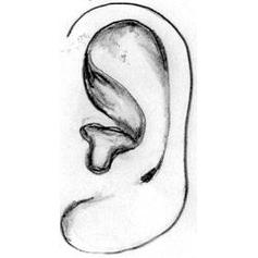 耳朵面相图解10种耳朵类型看懂你的性格及财运